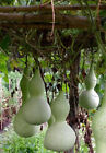 10+Bottle Gourd seeds Birdhouse Craft Calabash Asian Buddha Squash Vegetable USA