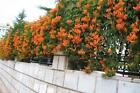 Orange Climbing Rose Bush 20 or 100 Seeds~Rare-Free Shipping-USA Seller