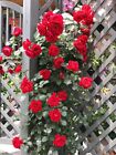 20 SEEDS for Cherry Red RARE CLIMBER climbing Rose bud flower exotic USA Seller