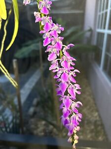 In Spike aerides Rosea X Multiflora, Fragrant Orchid Pink