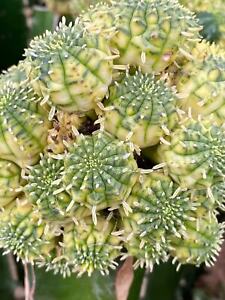New ListingMulti Heads Euphorbia obesa Hook. f. Variegated cactus Succulent Garden Décor