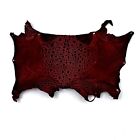 Bufo Marinus Cane Toad Taxidermy Dyed Leather Glossy Maroon Ox Blood