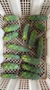 8-10cm Cactus Live Plant Lophocereus schottii Variegated Beautiful Rare Cactus