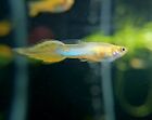 (1-Pair) Blonde Semi Platinum Yellow Spear Tail Guppy (Limited Stock) (In USA)