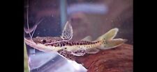 RED TAIL LEOPARD (TIGER SHOVELNOSE) CATFISH 4-5 INCHES LIVE CATFISH