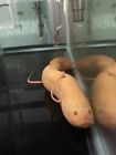 Marble Albino African Lungfish 14-15in Live Tropical Fish