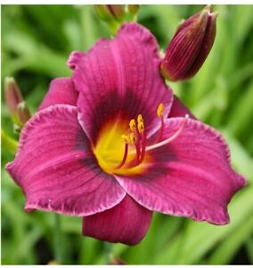 Daylily 'Little Wine Cup'. Two Fans. Reblooming perennial. Easy to grow!