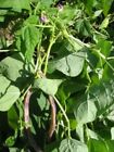 Heirloom Garden Seeds Dragon Tongue Bush Beans Non-GMO