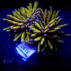 Blue Tip Gold Torch Coral Splitting Head WYSIWYG IC 3197 - Indigo Corals