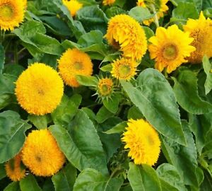 Sunflower Seeds Dwarf Teddy Bear Heirloom Non-GMO Free Shipping