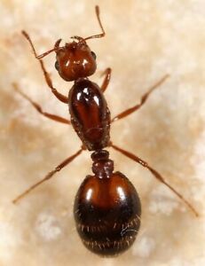 live Queen Ant
