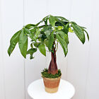 Money Tree, Pachira Aquatica, Good Luck tree, LIVE plant in 4