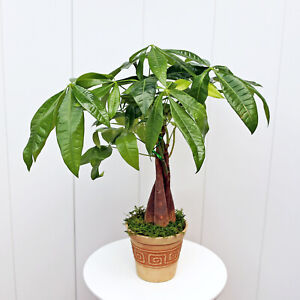 Money Tree, Pachira Aquatica, Good Luck tree, LIVE plant in 4