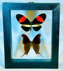 2 Real Butterflies in black frame double glass A+ grade specimen
