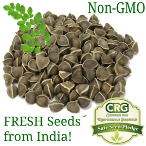 Moringa Seeds for Planting | Non-GMO from India Very Fresh | Bulk