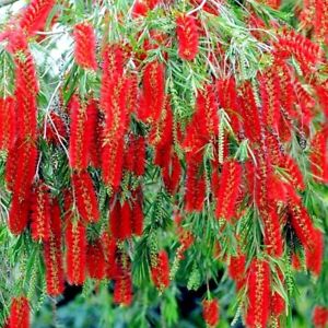 50 WEEPING BOTTLEBRUSH Flower Tree Seeds Garden Plant (Callistemon viminalis)