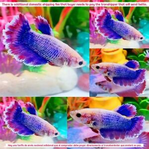 Blue Pink Halfmoon Female - IMPORT LIVE BETTA FISH FROM THAILAND