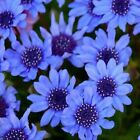 Blue Daisy-Felicia Heterophylla Blue- 25 seeds- BOGO 50% off SALE