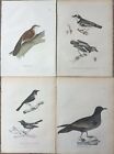 1835 Four Bird Etchings - Petrel, Babbler, Flycatchers, Wattle-Eye - John Selby
