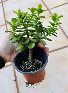 Crassula Ovata Green Jade Plant ‘Money Tree’ Live Plant in 4 inch Pot w/ Soil