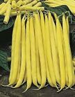 Premium Golden Stringless Yellow Wax Bean - Fresh Non-GMO Seeds.  Great Choice!