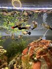Mutt Fancy Guppies - Poecilia reticulata - 10 Juvenile Fish Male And Female