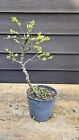 Seiju cork bark elm pre bonsai tree 14