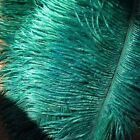Teal Ostrich Feathers 14-16 inches 12 Pieces(GA, USA)