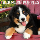 Just Bernese Mountain Puppies 2024 12