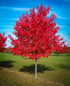 FAST GROWING TREE SEEDS: Red Maple (Acer rubrum) | Size:10-200 | US Seller