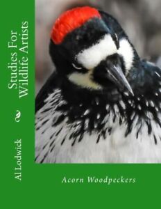Acorn Woodpeckers: Studies For Wildlife Artists