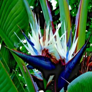GIANT WHITE BIRD of PARADISE SEEDS (Strelitzia nicolai) Tropical Flower Plant