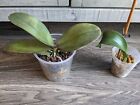 New ListingLot Of 2 RESCUES Phalaenopsis Orchids No Names Larger 1 Is Very Fragrant Bare RT