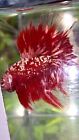 LUXURY HALFMOON ROSETAIL RED GOLD STAR GALAXY RGG BETTA (100% REAL PICTURE)
