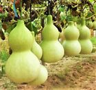 Birdhouse Gourd Seeds |USA Bird Bottle Calabash Chinese Asian Buddha Squash 2024