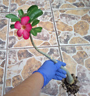 New ListingDesert Rose Adenium Obesum REDDISH PINK FLOWERING Curvy Bonsai live Plant