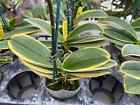 Rare Variegated Phalaenopsis Sogo Yenlin ' Variegata ' . Mature Plant Only