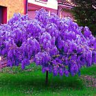 5 Chinese Blue Wisteria sinensis Tree Seeds Fast Climber Flower Vine Hardy Plant