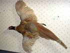 Vintage taxidermy pheasant mounted on board 31