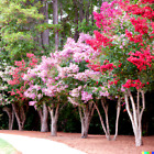 100+ Crepe Myrtle Flower Tree Seeds - 6 Bright Colors (Lagerstroemia) USA Seller