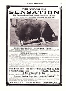 1918 American Swineherd Hog Sales ~ Lake Geneva WI ~ Sibley IA ~ Tuscola IL