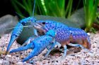 Electric Blue Crayfish Lobster CrawfishTank Bred Live Guarantee, Lowest Shipping