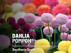 Dahlia, Pompon Mix - 25 Seeds - Easy to Grow -  Non GMO (Dahlia variabilis)
