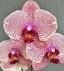 Orchid Spotted Phal Phalaenopsis I-Hsin Sesame. Blooming Size.