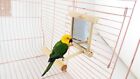 New ListingMini Wooden Pet Mirror Parrot Toy Climb Accessories Cockatiel Parrots Small Bird