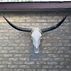 Steer Cow Skull 3  feet  11  inches w Polished Bull Horns home decor (913)