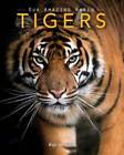 Tigers: Amazing Pictures  Fun Facts on Animals in Nature (Our Amazing Wo - GOOD