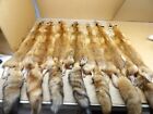 Tanned Red Fox Hides/Furs/Trapping/Taxidermy/Crafts/Freshly tanned/USA furs