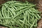 Provider Bush Green Bean Seeds, NON-GMO, Variety Sizes Sold, FREE SHIPPING