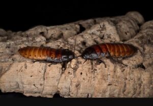 Madagascar Hissing Cockroach  Roach x3 - 2female+1male